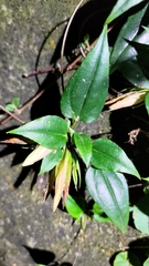 Tripterospermum taiwanense