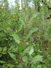 Salix aurita