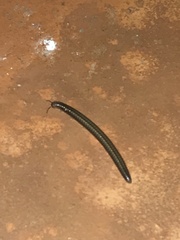 Anadenobolus monilicornis