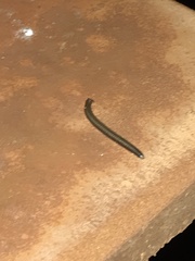 Anadenobolus monilicornis