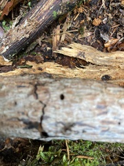 Arion intermedius