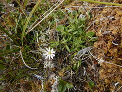 Stellaria peduncularis