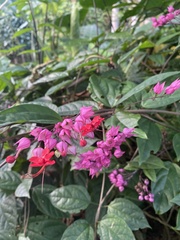 Clerodendrum