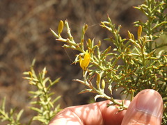 Ulex argenteus subsericeus