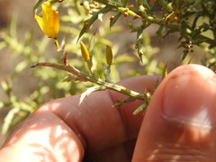 Ulex argenteus subsericeus