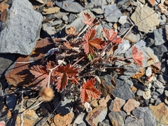 Potentilla nivea