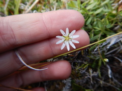 Stellaria peduncularis