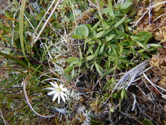 Stellaria peduncularis