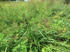Hemerocallis minor