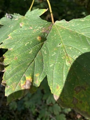 Pediaspis aceris