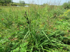 Hemerocallis minor