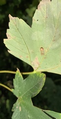 Pediaspis aceris