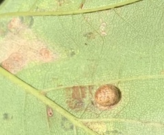 Pediaspis aceris