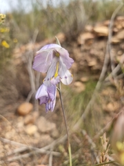 Gladiolus patersoniae
