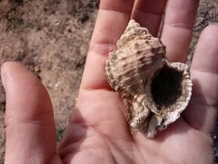 Muricidae