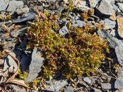Arenaria humifusa