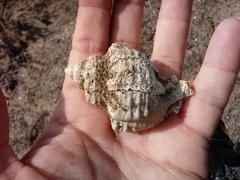 Muricidae