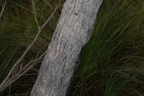 Image of Corymbia abergiana by (c) Greg Tasney, some rights reserved (CC BY-SA)