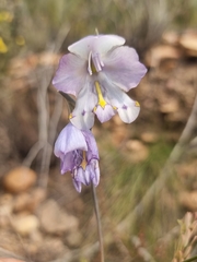 Gladiolus patersoniae