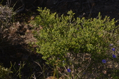 Ericaceae