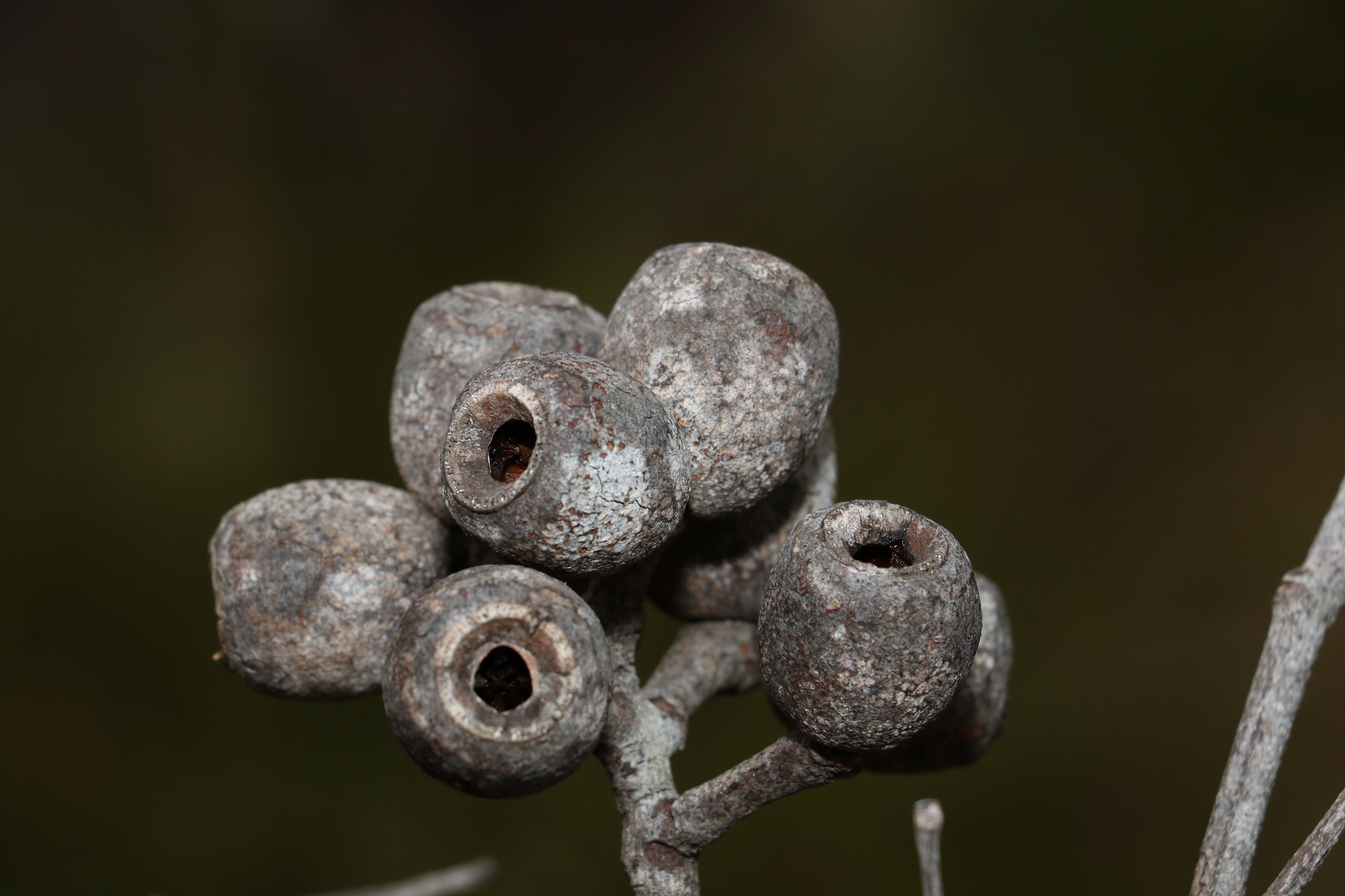 Range Bloodwood (Corymbia abergiana)
