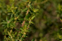 Ericaceae