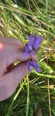 Campanula glomerata