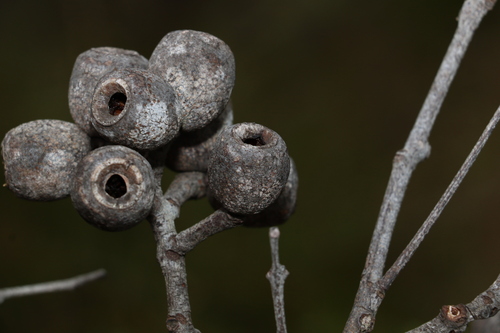 Image of Corymbia abergiana by (c) Greg Tasney, some rights reserved (CC BY-SA)