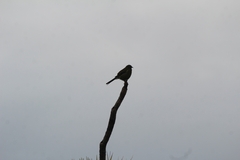 Anthornis melanura melanura