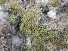 Draba hirta