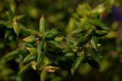 Ericaceae