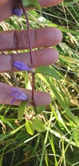 Campanula glomerata