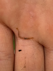 Haplophilus subterraneus