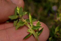 Ericaceae