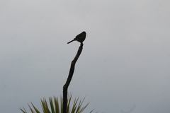 Anthornis melanura melanura