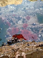 Anemonia alicemartinae