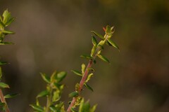 Ericaceae
