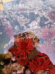 Anemonia alicemartinae