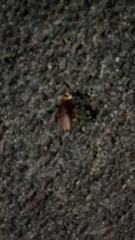 Periplaneta americana