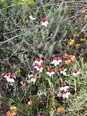 Pelargonium tricolor