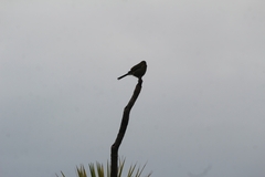 Anthornis melanura melanura