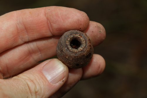 Image of Corymbia abergiana by (c) Greg Tasney, some rights reserved (CC BY-SA)