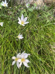 Zephyranthes candida