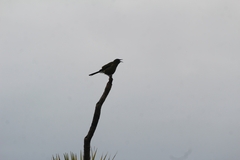 Anthornis melanura melanura
