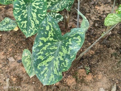Caladium praetermissum