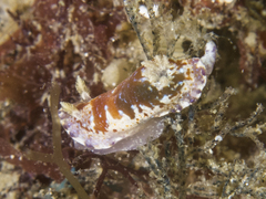 Chromodoris alternata