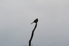 Anthornis melanura melanura