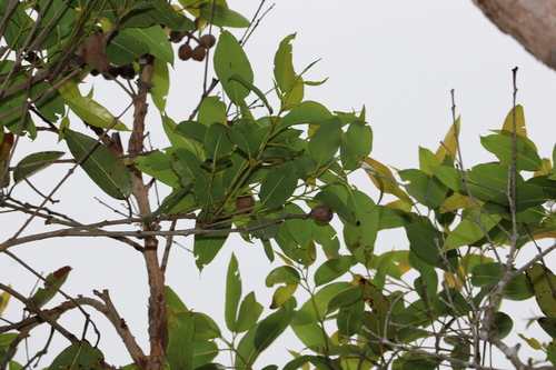 Image of Corymbia abergiana by (c) Greg Tasney, some rights reserved (CC BY-SA)