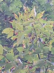 Carya glabra