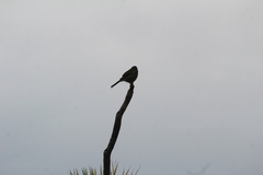 Anthornis melanura melanura